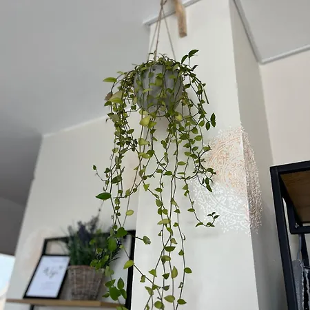 דירה The Nest Above