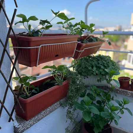 The Nest Above דירה *